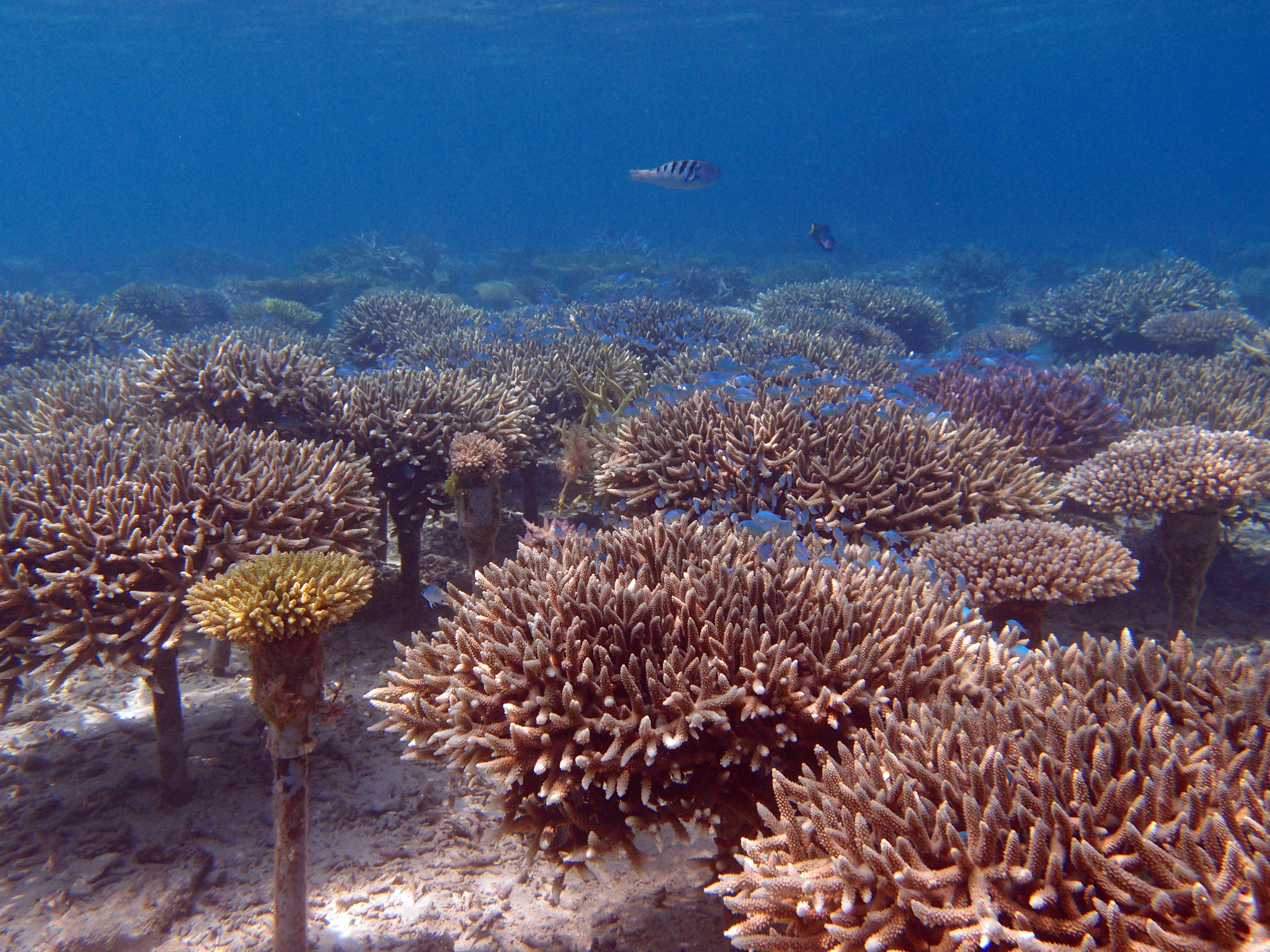 サンゴ養殖場（恩納村恩納） | 沖縄科学技術大学院大学（OIST）